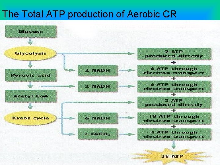 The Total ATP production of Aerobic CR • How much chemical energy comes from