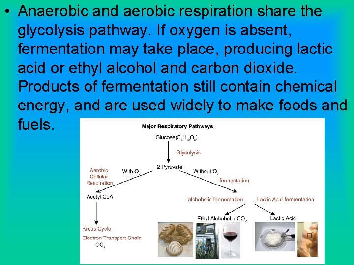  • Anaerobic and aerobic respiration share the glycolysis pathway. If oxygen is absent,