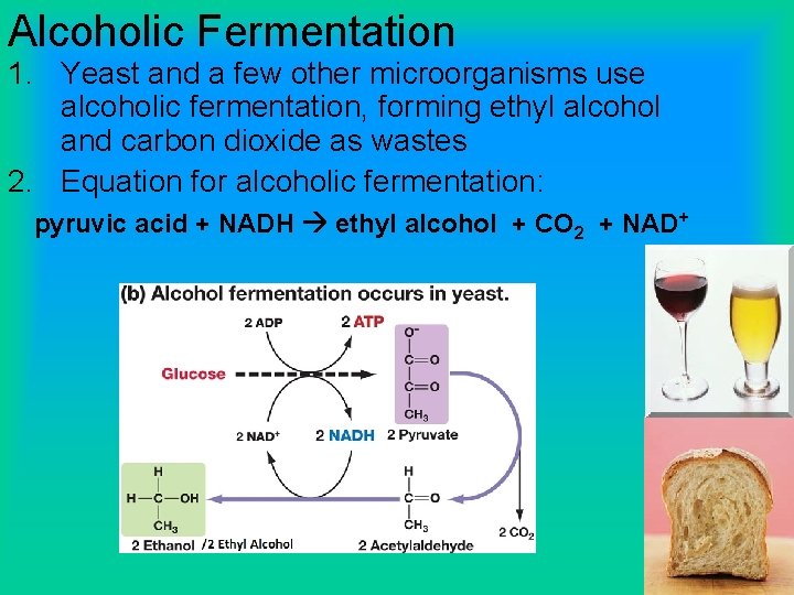 Alcoholic Fermentation 1. Yeast and a few other microorganisms use alcoholic fermentation, forming ethyl