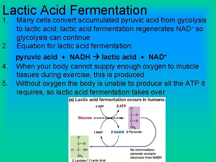 Lactic Acid Fermentation 1. 2. 4. 5. Many cells convert accumulated pyruvic acid from