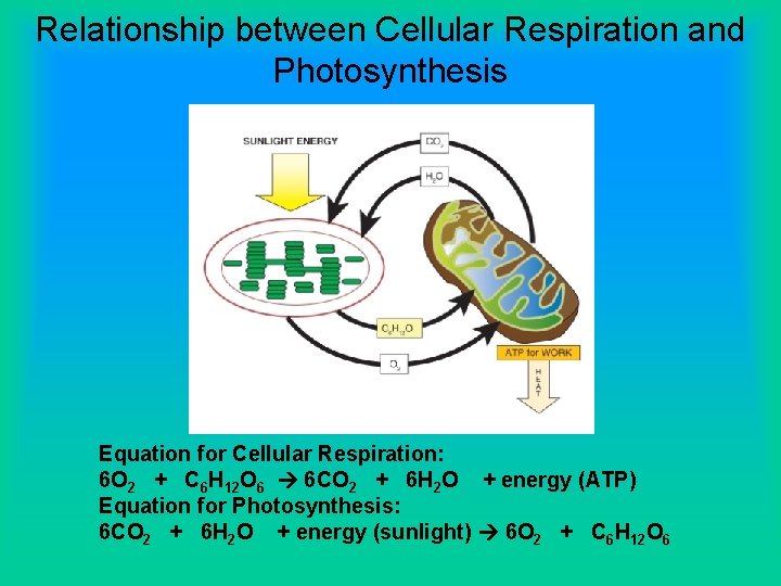 Relationship between Cellular Respiration and Photosynthesis Equation for Cellular Respiration: 6 O 2 +