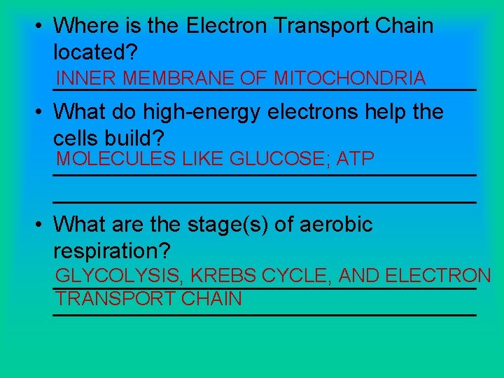  • Where is the Electron Transport Chain located? INNER MEMBRANE OF MITOCHONDRIA _________________