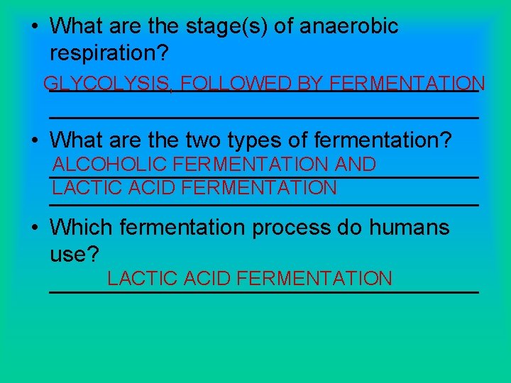  • What are the stage(s) of anaerobic respiration? _________________ GLYCOLYSIS, FOLLOWED BY FERMENTATION