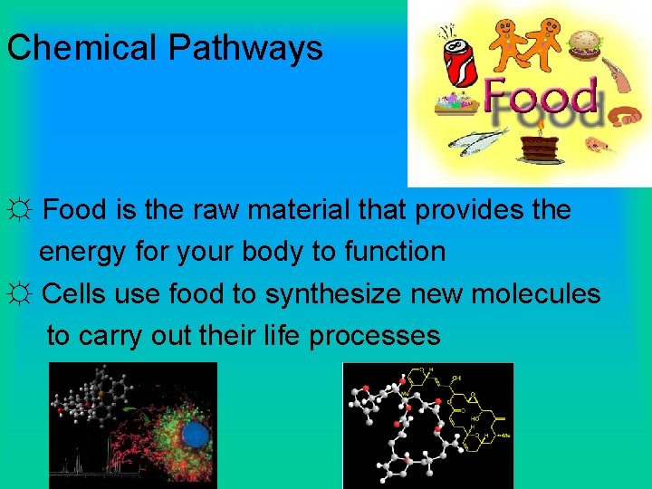 Chemical Pathways ☼ Food is the raw material that provides the energy for your