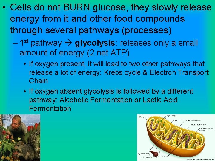  • Cells do not BURN glucose, they slowly release energy from it and