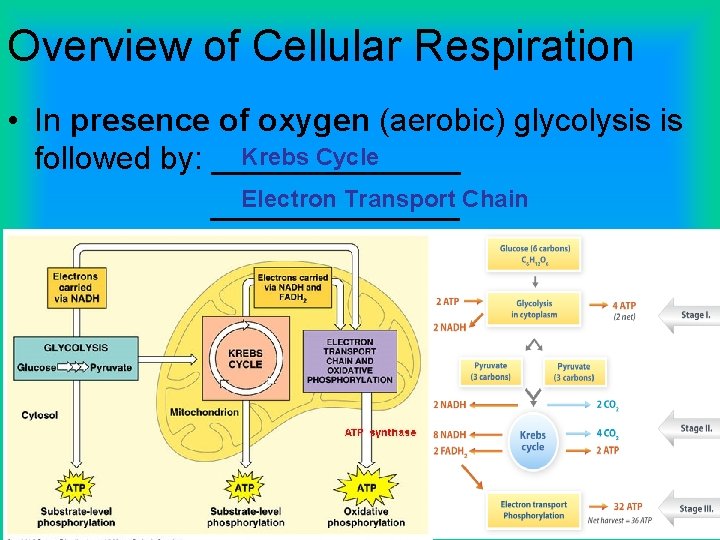 Overview of Cellular Respiration • In presence of oxygen (aerobic) glycolysis is Krebs Cycle