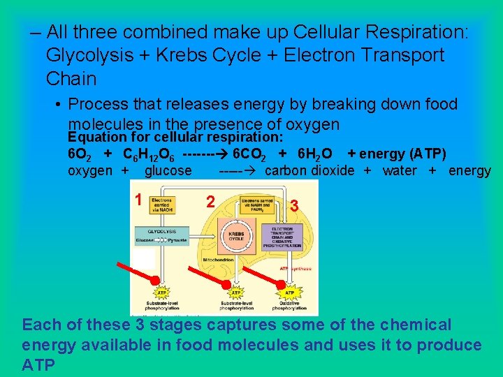 – All three combined make up Cellular Respiration: Glycolysis + Krebs Cycle + Electron