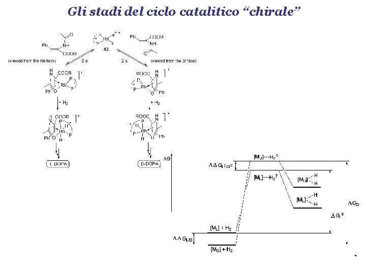 Gli stadi del ciclo catalitico “chirale” 