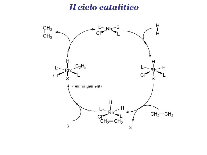 Il ciclo catalitico 