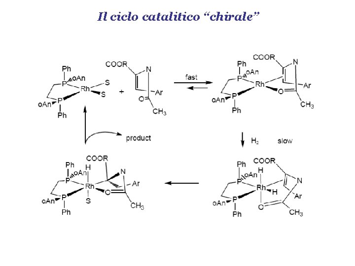 Il ciclo catalitico “chirale” 