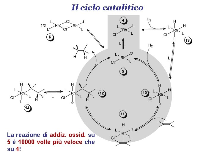 Il ciclo catalitico La reazione di addiz. ossid. su 5 è 10000 volte più