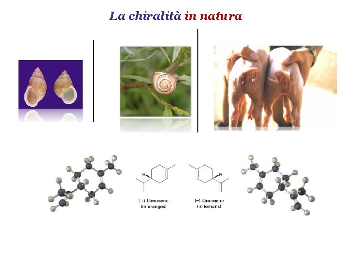 La chiralità in natura 