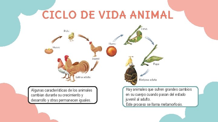 CICLO DE VIDA ANIMAL Algunas características de los animales cambian durante su crecimiento y