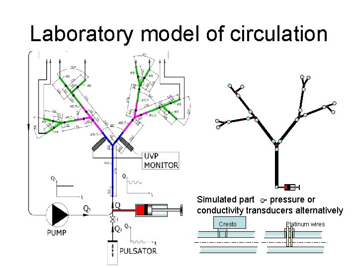 Laboratory model of circulation Simulated part - pressure or conductivity transducers alternatively Cresto Platinum