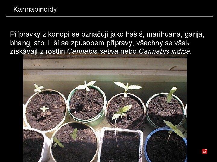 Kannabinoidy Přípravky z konopí se označují jako hašiš, marihuana, ganja, bhang, atp. Liší se