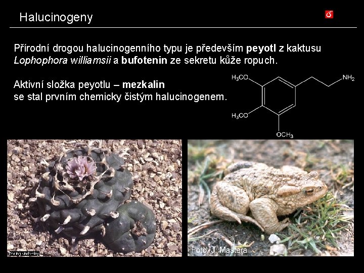 Halucinogeny Přírodní drogou halucinogenního typu je především peyotl z kaktusu Lophophora williamsii a bufotenin