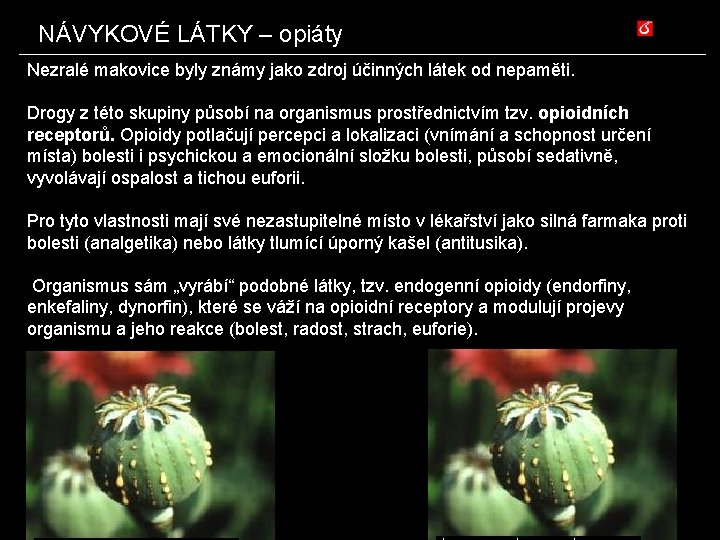 NÁVYKOVÉ LÁTKY – opiáty Nezralé makovice byly známy jako zdroj účinných látek od nepaměti.