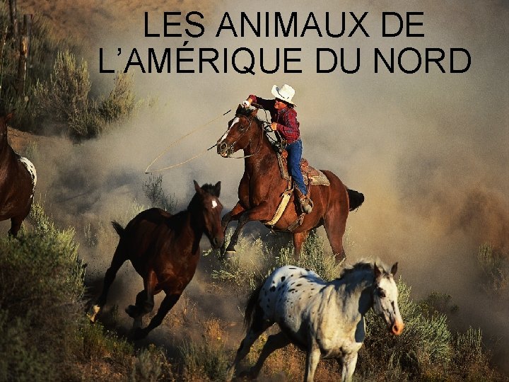 LES ANIMAUX DE L’AMÉRIQUE DU NORD 