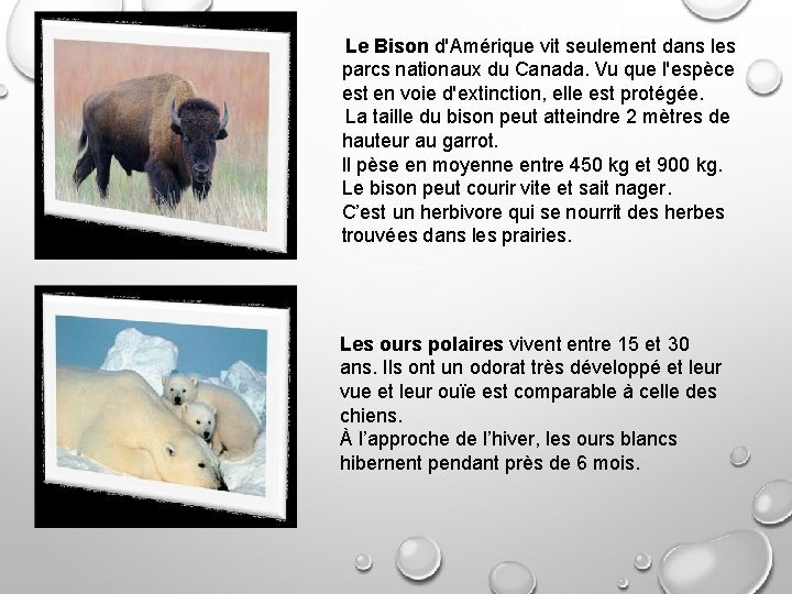  Le Bison d'Amérique vit seulement dans les parcs nationaux du Canada. Vu que