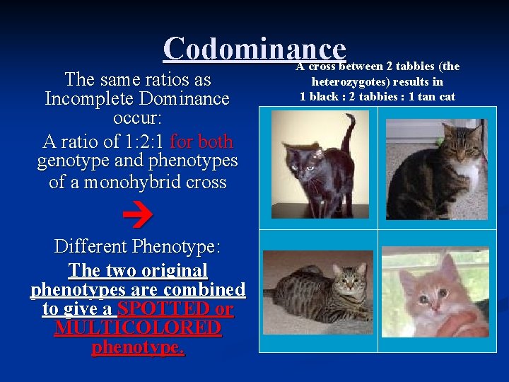 Codominance A cross between 2 tabbies (the The same ratios as Incomplete Dominance occur: