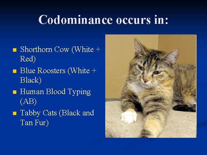 Codominance occurs in: n n Shorthorn Cow (White + Red) Blue Roosters (White +