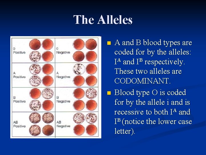 The Alleles n n A and B blood types are coded for by the