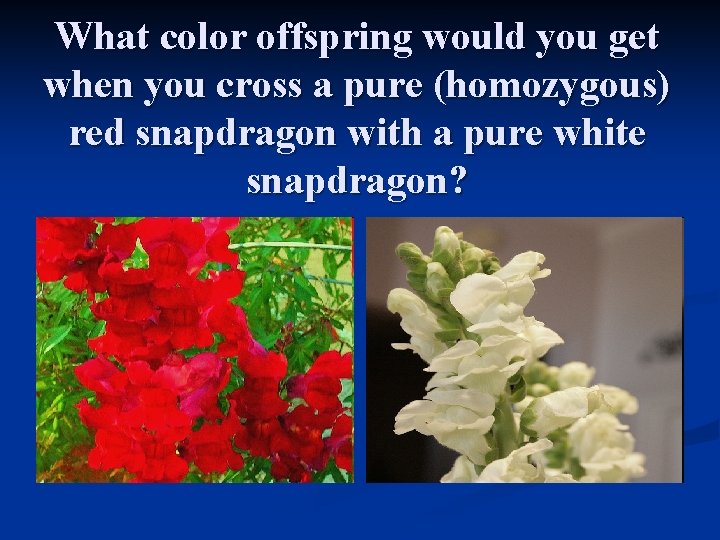 What color offspring would you get when you cross a pure (homozygous) red snapdragon