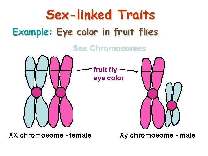 Sex-linked Traits Example: Eye color in fruit flies Sex Chromosomes fruit fly eye color