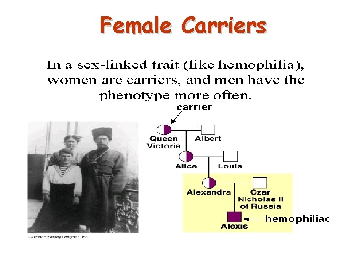Female Carriers 