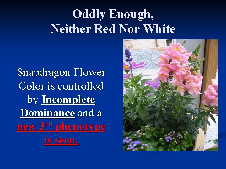 Oddly Enough, Neither Red Nor White Snapdragon Flower Color is controlled by Incomplete Dominance