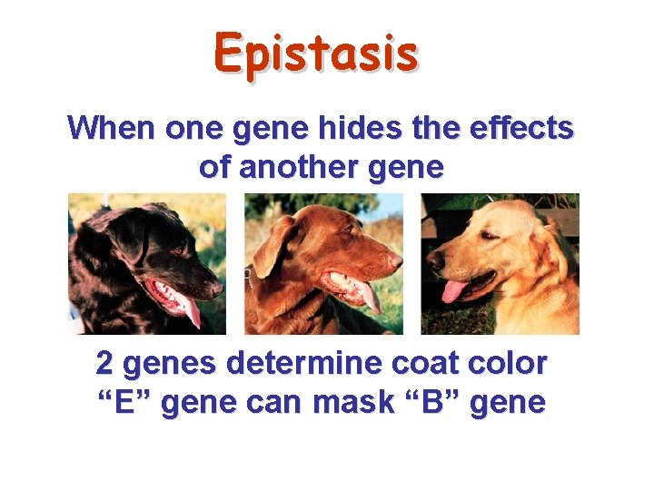 Epistasis When one gene hides the effects of another gene 2 genes determine coat