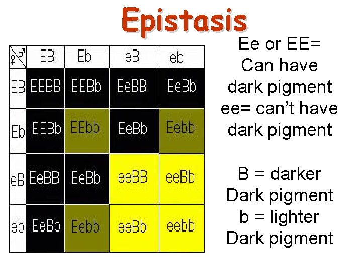 Epistasis Ee or EE= Can have dark pigment ee= can’t have dark pigment B