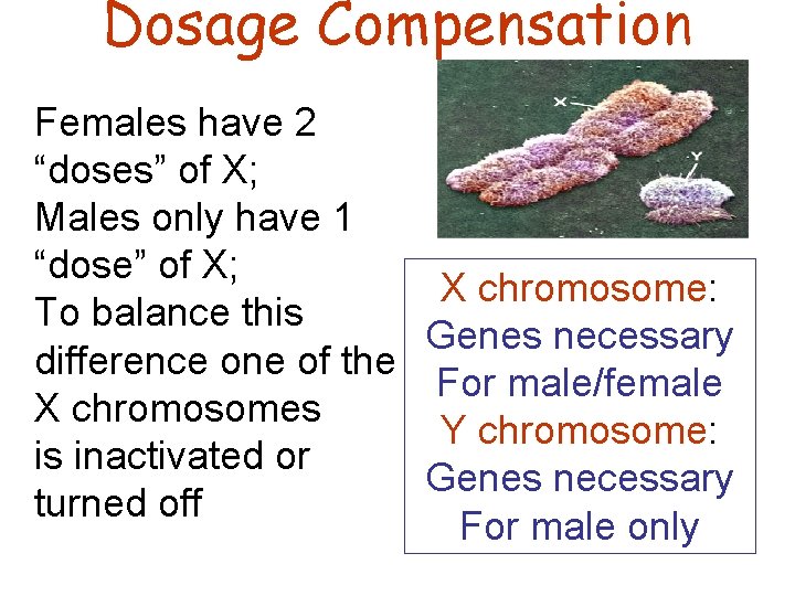 Dosage Compensation Females have 2 “doses” of X; Males only have 1 “dose” of