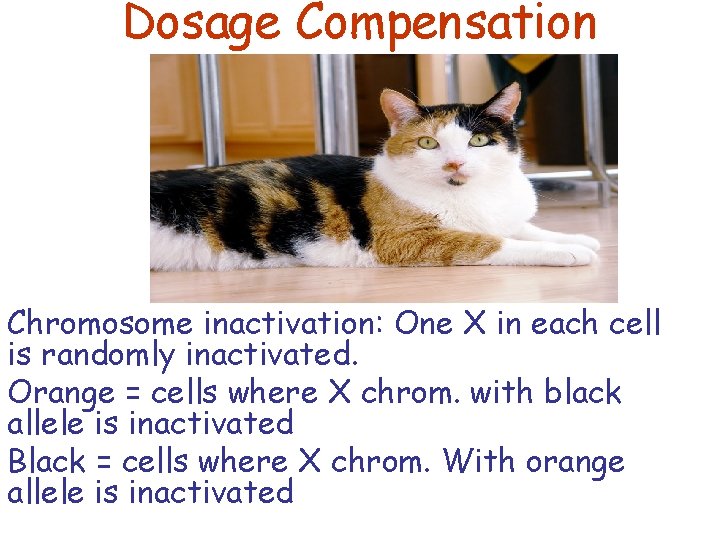 Dosage Compensation Chromosome inactivation: One X in each cell is randomly inactivated. Orange =