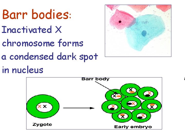 Barr bodies: Inactivated X chromosome forms a condensed dark spot in nucleus 