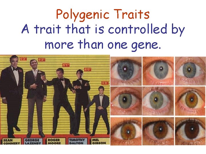 Polygenic Traits A trait that is controlled by more than one gene. 