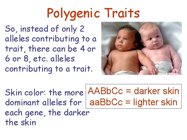 Polygenic Traits So, instead of only 2 alleles contributing to a trait, there can
