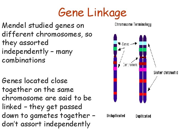 Gene Linkage Mendel studied genes on different chromosomes, so they assorted independently – many