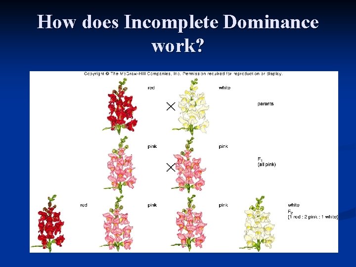 How does Incomplete Dominance work? 