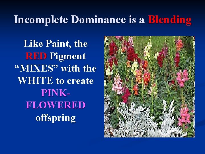 Incomplete Dominance is a Blending Like Paint, the RED Pigment “MIXES” with the WHITE