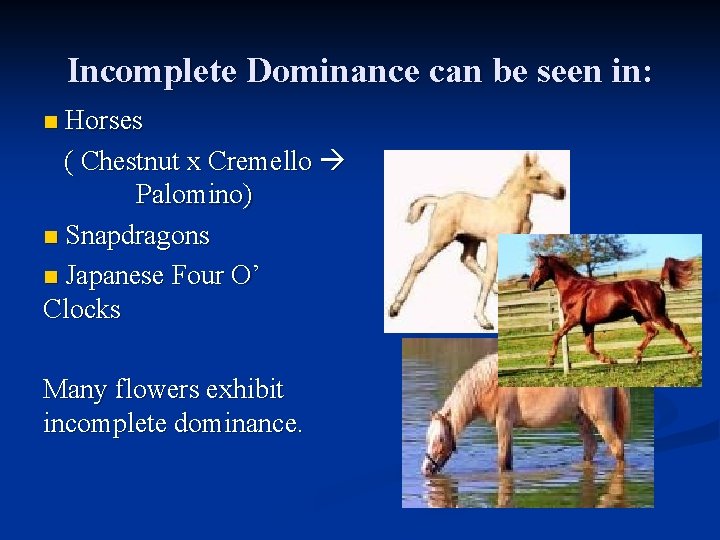 Incomplete Dominance can be seen in: Horses ( Chestnut x Cremello Palomino) n Snapdragons