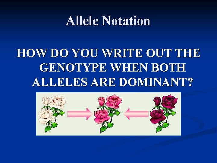 Allele Notation HOW DO YOU WRITE OUT THE GENOTYPE WHEN BOTH ALLELES ARE DOMINANT?