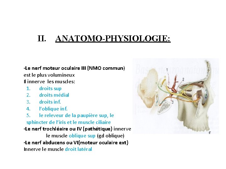 II. ANATOMO-PHYSIOLOGIE: -Le nerf moteur oculaire III (NMO commun) est le plus volumineux Il