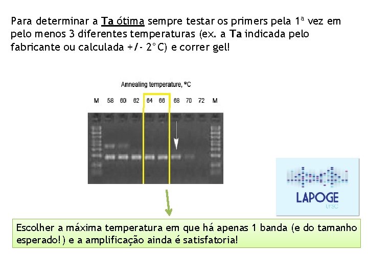 Para determinar a Ta ótima sempre testar os primers pela 1ª vez em pelo Para determinar a Ta ótima sempre testar os primers pela 1ª vez em pelo