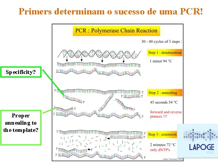 Primers determinam o sucesso de uma PCR! Specificity? Proper annealing to the template? Primers determinam o sucesso de uma PCR! Specificity? Proper annealing to the template?