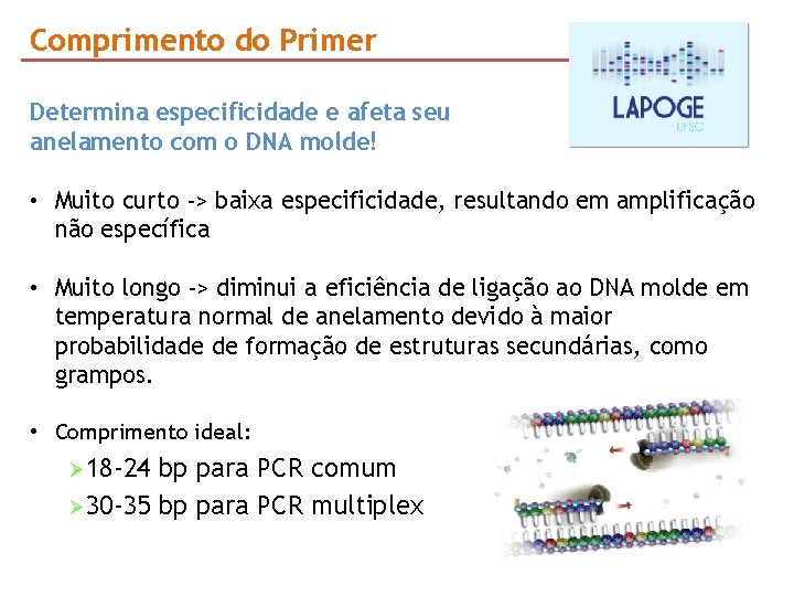 Comprimento do Primer Determina especificidade e afeta seu anelamento com o DNA molde! • Comprimento do Primer Determina especificidade e afeta seu anelamento com o DNA molde! •