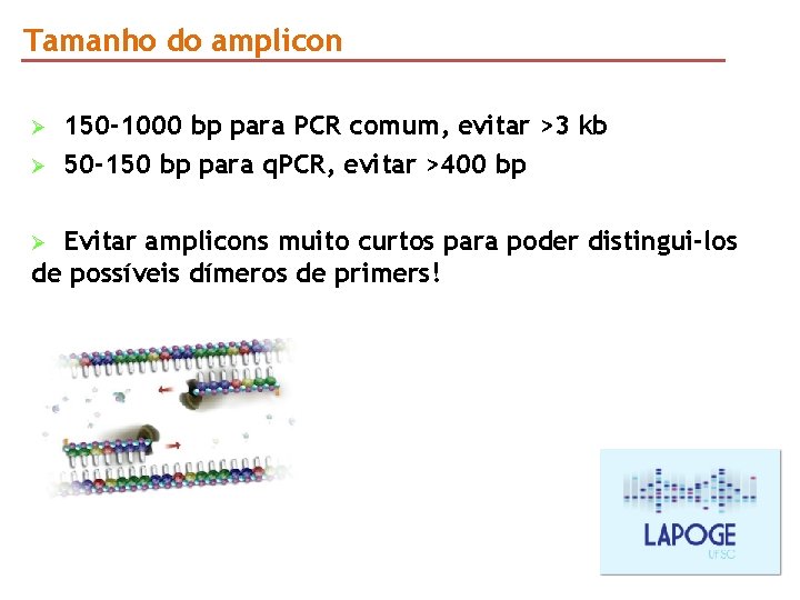 Tamanho do amplicon Ø Ø 150 -1000 bp para PCR comum, evitar >3 kb Tamanho do amplicon Ø Ø 150 -1000 bp para PCR comum, evitar >3 kb