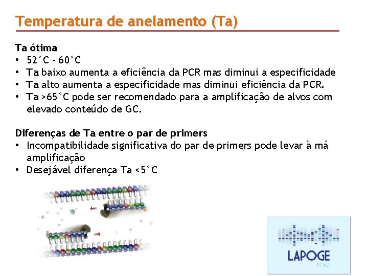 Temperatura de anelamento (Ta) Ta ótima • 52°C - 60°C • Ta baixo aumenta Temperatura de anelamento (Ta) Ta ótima • 52°C - 60°C • Ta baixo aumenta