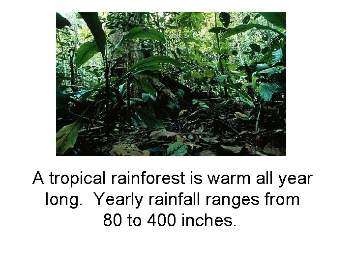 A tropical rainforest is warm all year long. Yearly rainfall ranges from 80 to