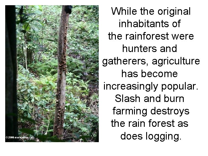 While the original inhabitants of the rainforest were hunters and gatherers, agriculture has become